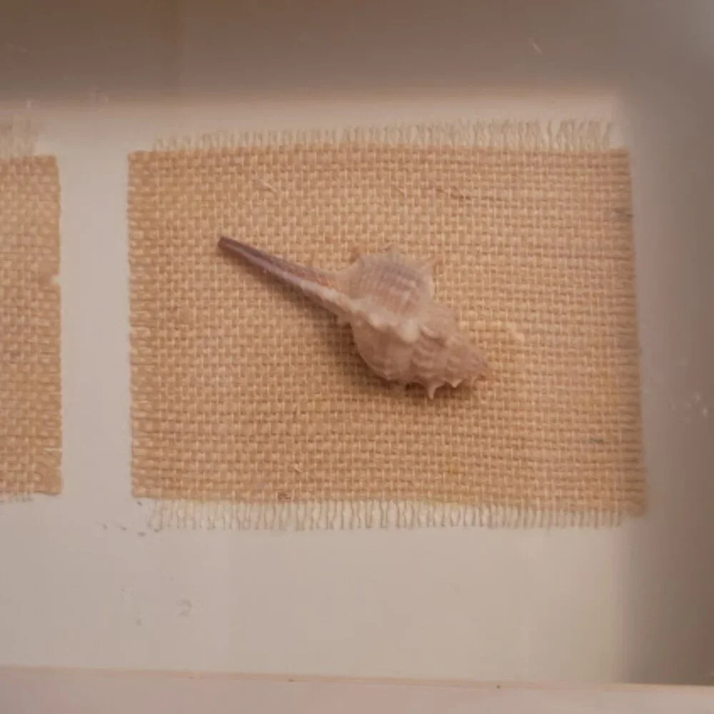Sea Shell Shadow Boxes - Picture 8 of 11